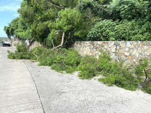 2日清晨強降雨後,縣立醫院往復國路下坡路段4日上午突然發生路樹倒塌,產發處1小時內就完成清理,展現高效率。(圖:縣府產發處、熱心民眾)