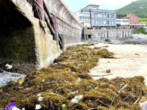 　馬祖各澳口在進入7月之後罕見出現大量銅藻。（圖／文：陳鵬雄）