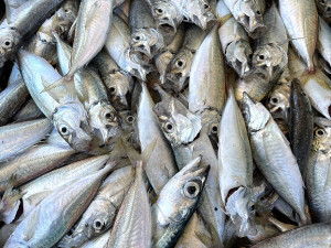 　橋仔定置網漁汛期開始，洄游性白帶魚及鯷魚等佔大宗。（圖／文：陳鵬雄）