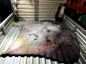 　橋仔漁民黃鵬武在大坵水道捕獲重達百斤的大魟魚，魚體與車體同寬。（圖／文：陳鵬雄）
