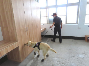 憲兵隊人員偕同緝毒犬至官兵寢室實施嗅源安檢。(圖:楊玖千)