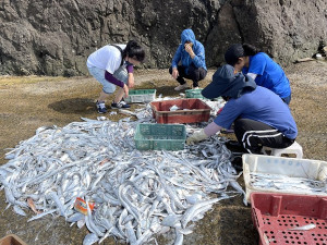 　橋仔定置網近日捕獲大量過境白帶魚，碼頭分類撿魚作業忙碌。（圖／文：陳鵬雄）