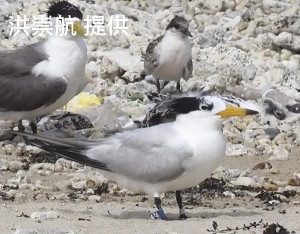 黑嘴端鳳頭燕鷗「A74」(馬妞)現蹤澎湖;民眾也希望相關單位重視生態保育。(圖:洪崇航)