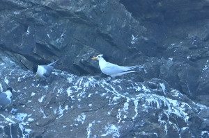 　台北市野鳥學會25日舉辦夏日賞鷗前往西莒蛇山，群鷗飛舞場面壯觀。（圖：馮紹夫、蔣功國）