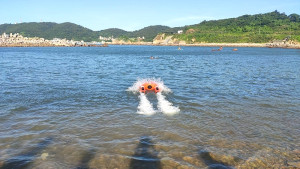 　馬祖海、岸巡獲配5組遙控式動力救生圈，具高機動、不受海象限制等優點，提高海上救援能量。（圖：馬祖海巡隊、馬祖岸巡隊）
