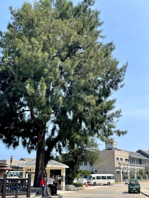 　一棵樹差10度。（圖與文：陳鵬雄）