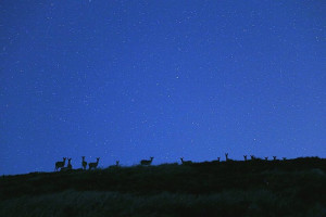 　大坵暗空活動七夕夜浪漫登場，明天起一連3天邀請遊客在星空下體驗與鹿共舞。（圖：曹祥官提供）