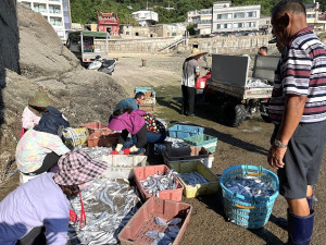 　中潮轉大潮，橋仔定置網近日漁獲量增加，仍以白帶魚和小白鯧居多。（圖／文：陳鵬雄）