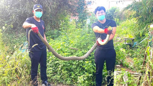 北竿消防隊17日在塘岐農田捕獲一尾長達2公尺的臭青母,是今年最大尾。(圖/北竿消防隊)