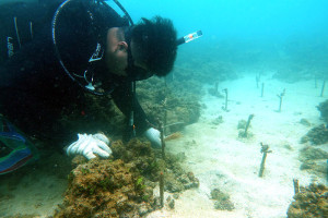海洋保育署在澎湖進行海域珊瑚移植復育,透過珊瑚監測、與民間團體合作等方式,並草擬珊瑚保育計畫,結合中央及地方政府、學術單位與民間力量,實踐海洋保育行動。(圖/海保署提供)