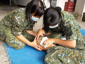 醫療連官兵進行傷患檢查演練。(圖:簡慈儒)
