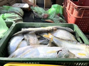 　秋天漁汛期到，南北竿漁民捕獲大量白力魚。（圖／文：陳鵬雄）