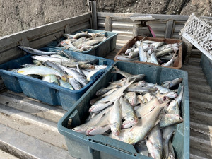 　午魚洄游過境，北竿釣友3小時釣獲上百斤。（圖／文：陳鵬雄）