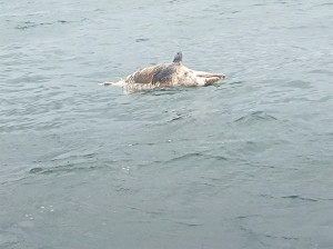 　海洋悲歌。（圖：漁民提供  文：陳鵬雄）