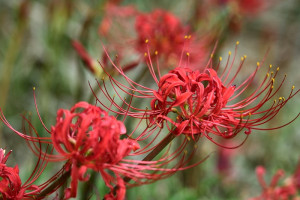 　因為缺雨的關係，今年東引的換錦花、紅花石蒜自然棲地，一直開不了花，只在有人照料的盆栽或住家空地上，才能觀賞到零星的燦爛花朵。（圖／文：陳其敏）