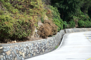 　東引地區久旱不雨，栽種在道路旁的海桐樹，有不少已經枯死或奄奄一息。（圖／文：陳其敏）