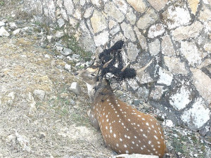 　大坵島村莊附近發現一頭公鹿遭繩索纏住鹿角，所幸並未影響正常進食。（圖：遊客提供）