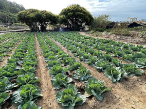 　坂里農地冬令三寶蔬菜陸續出土，但收成產量品質仍受天候影響甚大。（圖／文：陳鵬雄）