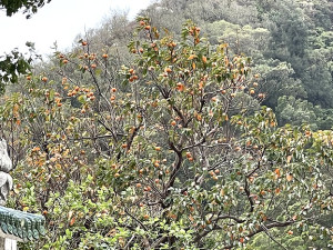 結實纍纍　乏人問津。（圖與文：陳鵬雄）