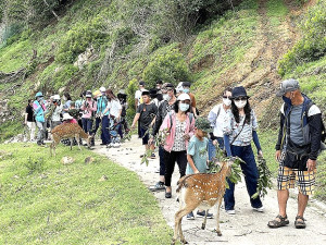 ▲2022暑假大坵之旅持續發燒,今年登島遊客量可望創新高,估5萬人次。(資料圖)