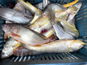 　石首魚科洄游馬祖海域，近日北竿漁民捕獲大量春仔、黃魚、鮸魚等。（圖／文：陳鵬雄）