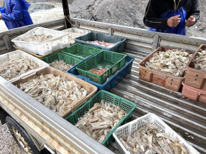 　東北季風帶來大浪，橋仔漁民迎來入冬首批大量蝦蛄。（圖／文：陳鵬雄）