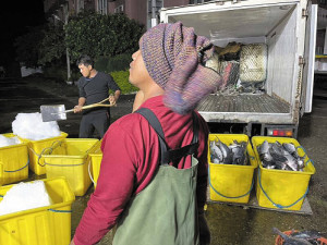 先頭烏來了!彰化縣西漁民黃超群到東引抓烏魚,一抓到500尾就先運回塭仔漁港。(民眾提供)