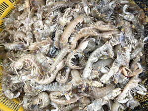 　近日浪大水混，橋仔定置網捕獲大量蝦蛄和石蟳。（圖／文：陳鵬雄）