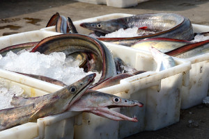 　東引漁船近日捕獲不少鰻魚，1市斤150元，現場還提供剖殺服務。（圖／文：陳其敏）