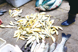 　東引漁船捕獲的小黃魚新鮮上岸，吸引消費者購買。（圖／文：陳其敏）