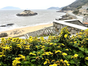 　山城油菊。（圖與文：陳鵬雄）