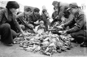 　▲秋冬是蝦皮與帶魚旺季，螃蟹只是撈捕這類經濟漁獲的非經濟意外；量多的時候，如小山一樣堆在路邊，半賣半送，隻隻肥美，人人開心，但漁民卻無太多的歡喜。