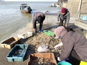 　春節期間橋仔漁民不打烊，每天都有新鮮蝦蛄上岸，市場上供不應求。（圖／文：陳鵬雄）