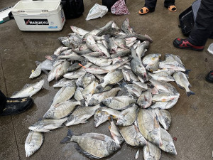 　大漁。（圖／文：陳鵬雄）