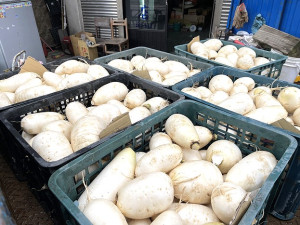 　坂里冬令三寶蔬菜採收進入中後期，今年政府保價收購總量預估不及去年一半。（圖／文：陳鵬雄）