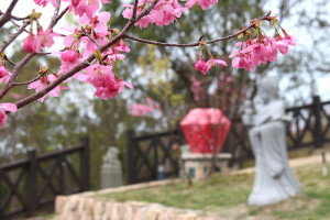 粉紅浪漫　櫻花盛開。（曹祥官、吳嘉榮）