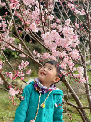 王元城3歲與櫻花留下美麗合影。(圖:陳怡君)