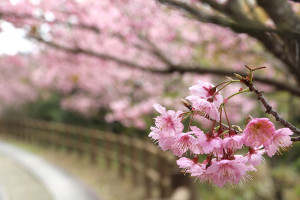 　勝天公園浪漫粉紅色櫻花綻放，漫步在其中，讓人充滿了一種甜美幸福感。（圖／文：吳嘉榮）