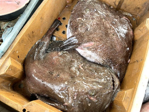　外觀其醜無比，其魚肉及魚肝卻是桌上美味佳餚。（圖／文：陳鵬雄）