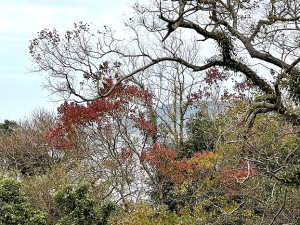 　馬祖原生烏桕樹秋冬季在山坡聚落間呈現另類風情。（圖／文：陳鵬雄）