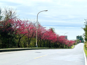 沒有網路、就去賞花吧!今年春節過後連續10天都是濕冷天氣,12日總算雨勢停歇,加上海纜斷了沒辦法宅在家,正是外出走春好時光。(圖/文:曹重偉)