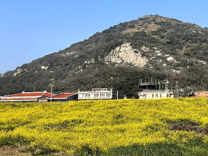 　黃花怒放。（圖與文：陳鵬雄）