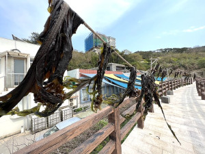芙蓉澳水產養殖業者開始採收裙帶菜。(圖/文:馮紹夫)