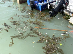 　馬祖海域銅藻大爆量，各碼頭澳口成為最容易聚集的地方。（圖／文：陳鵬雄）