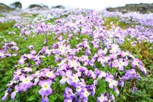 西引島后澳山去年發生火燒山,少了芒草霸佔的山頭,今年長出大面積的濱蘿蔔花,十分搶眼。(圖/文:陳其敏)