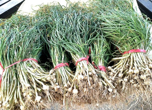 　經過一個月大肆採摘之後，東引麥蔥產量依然充沛，不少民眾在清明節來臨前出外尋蔥，把握住最後一波季節的贈禮。（圖：民眾提供）