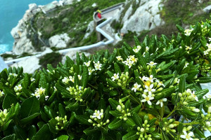 進入4月天,東引的海桐花也已漸次綻放,展現最北島嶼的獨特生態之美。(圖/文:陳其敏)