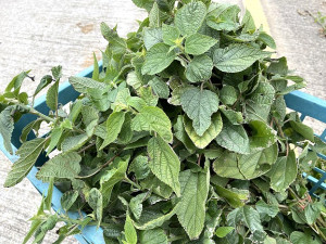 　路邊常見的苧麻取代桑葉成為登大坵島尋鹿的伴手禮，民眾採摘整理後可以賣錢。（圖／文：陳鵬雄）