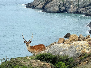 　清明連假期間2496人次登大坵尋鹿，島上野放的梅花鹿很吸睛。（圖：本報資料室）