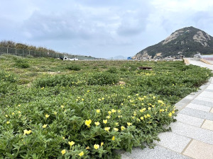 　塘后道旁空地月見草復育有成，下個月有機會看到遍地黃花盛開。（圖／文：陳鵬雄）